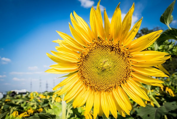 Sunflower