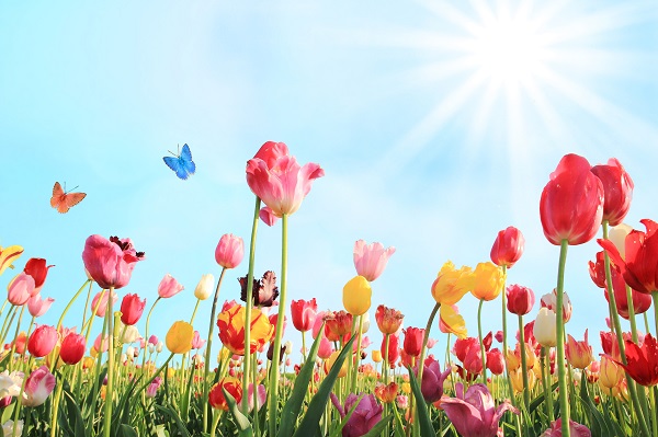 Tulips and butterflies in front of a blue sky